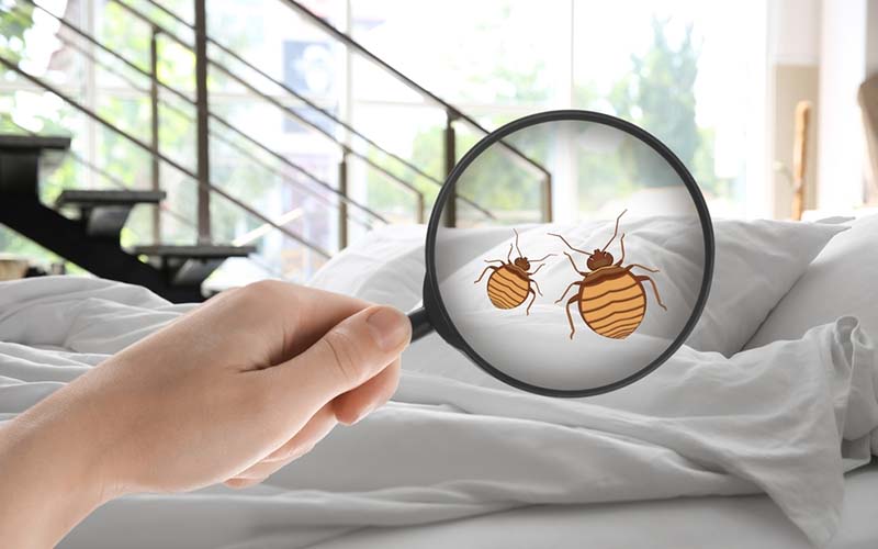 carpet cleaning in the Bronx, carpet cleaning in the Bronx, carpet cleaning the Bronx, carpet cleaners in the Bronx, carpet cleaners in the Bronx, commercial carpet cleaning, commercial carpet cleaning in the Bronx, the Bronx rug cleaners, rug cleaning services in the Bronx, same day carpet cleaning, same day rug cleaning