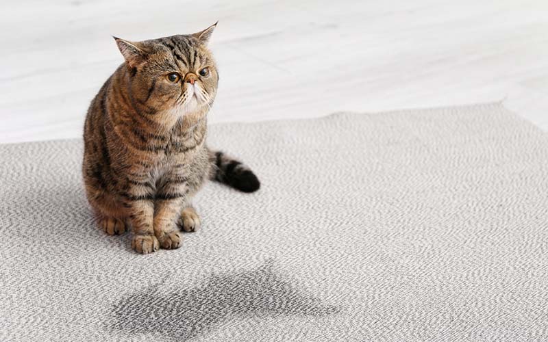 carpet cleaning in the Bronx, carpet cleaning in the Bronx, carpet cleaning the Bronx, carpet cleaners in the Bronx, carpet cleaners in the Bronx, commercial carpet cleaning, commercial carpet cleaning in the Bronx, the Bronx rug cleaners, rug cleaning services in the Bronx, same day carpet cleaning, same day rug cleaning